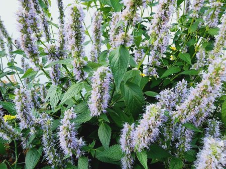 Agastache Korean Mint Flower Seeds Discount