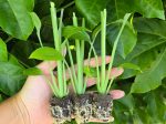 Orange Turmeric - SMALL Starter Sprouted LIVE Plant Fashion