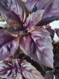 Dark Opal Purple Sweet Basil Cheap