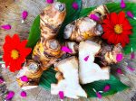 Plant Bundle Discount - 1 each Ginger, Turmeric, & Galangal Starter Sprouted LIVE Plants For Cheap