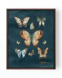 Butterfly Study Canvas Sale