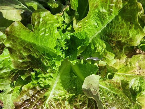 Bronze Mignonette Lettuce Seeds For Cheap