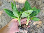 Gran Nain - Grocery Store Banana LIVE PLANT Online now