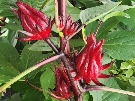 Roselle aka Florida Cranberry LIVE Plant on Sale