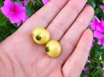 Yellow Jamaican Strawberry Tree Self-Fertile LIVE PLANT Hot on Sale