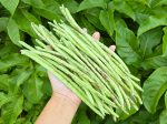 Thai Soldier Long Bean Seeds Discount