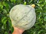 Blue Hubbard Squash Seeds For Sale