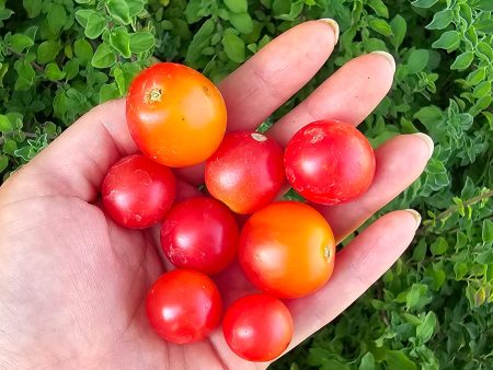 Rosy Finch Micro Dwarf Cherry Tomato Seeds Fashion