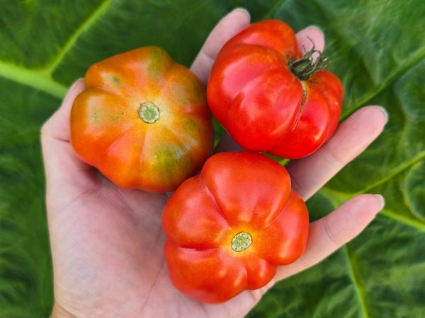 Costoluto Genovese Tomato Seeds For Sale