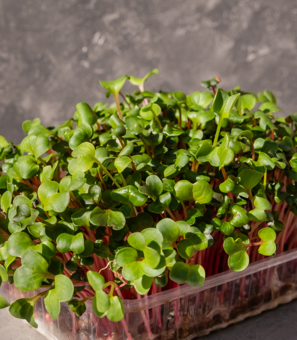 Small Microgreens Kit & 1 Year Supply Of Refills Online