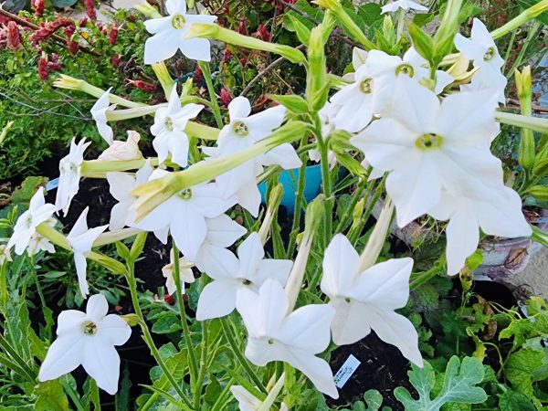 White Jasmine Scented Nicotiana Flower Seeds Online now