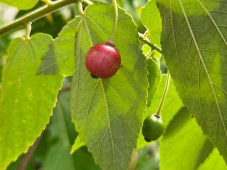 Red Jamaican Strawberry Tree Self-Fertile LIVE PLANT on Sale