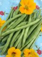 Super Productive Green Pole Bean Seeds Online Hot Sale