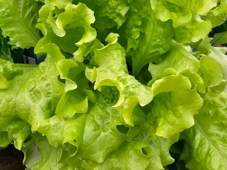 Black Seeded Simpson Lettuce Seeds Online Hot Sale