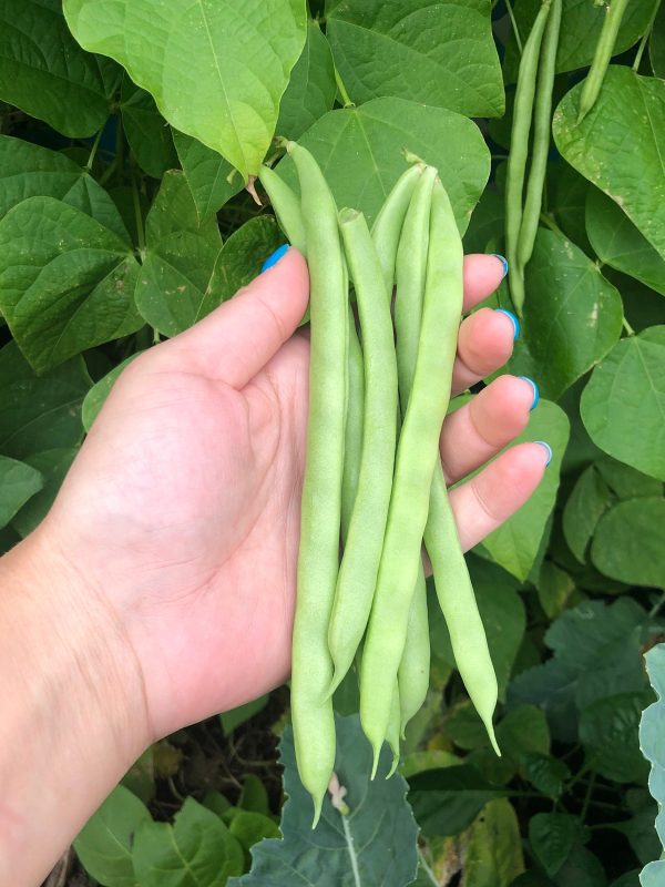 Super Productive Green Pole Bean Seeds Online Hot Sale