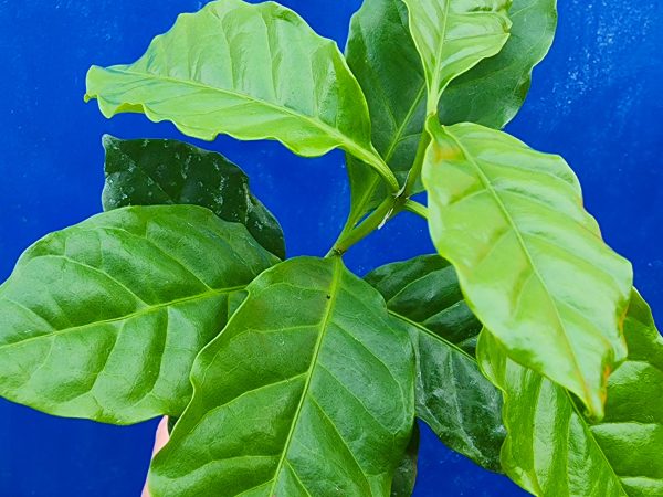 Coffee Arabica LIVE Starter Plant Tree Online Hot Sale