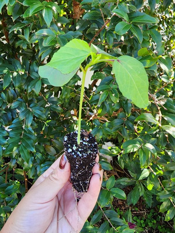 Roselle aka Florida Cranberry LIVE Plant on Sale