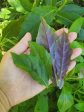 Okinawan Spinach LIVE Plant Supply