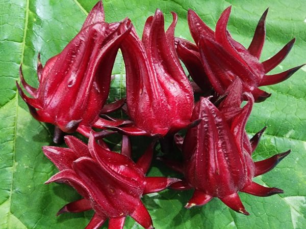 Roselle aka Florida Cranberry Online now