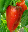 Pepper - Dwarf Sweet Heat on Sale