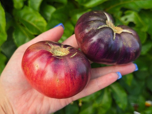 Aurora Blue Indeterminate Heirloom Tomato Seeds Online Hot Sale