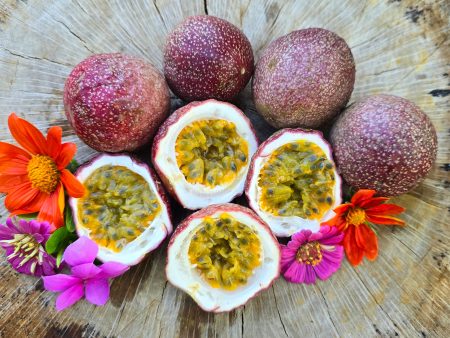 Possum Purple Passion Fruit Self-Fertile LIVE Plant For Sale