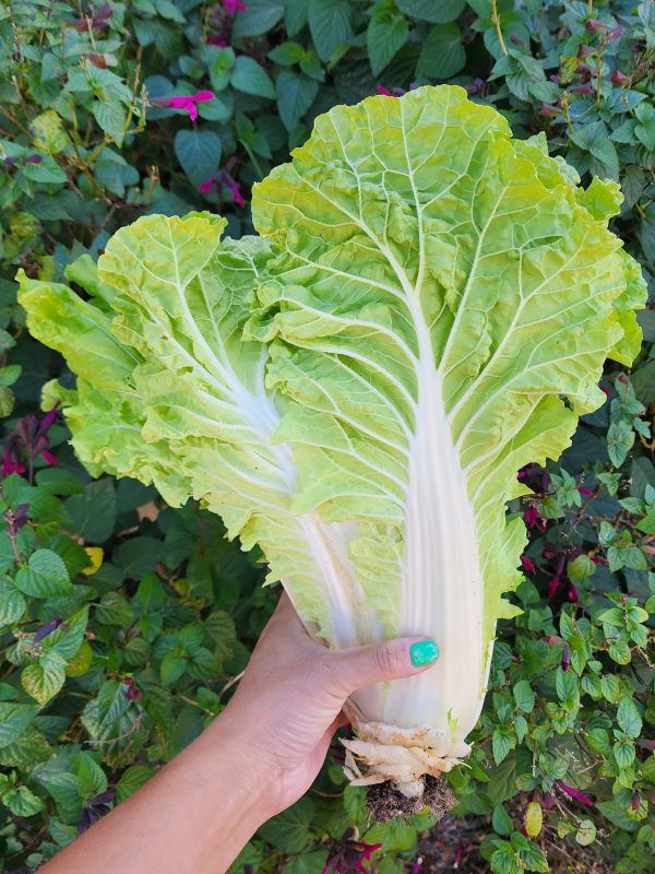 Kogane Napa Cabbage Online Sale