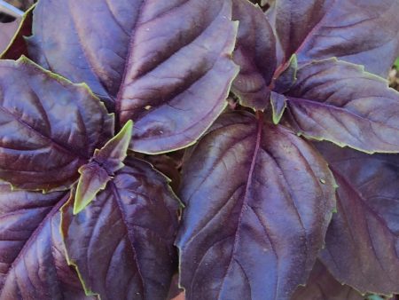 Dark Opal Purple Sweet Basil Cheap