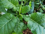 Ethiopian Kale Seeds For Discount