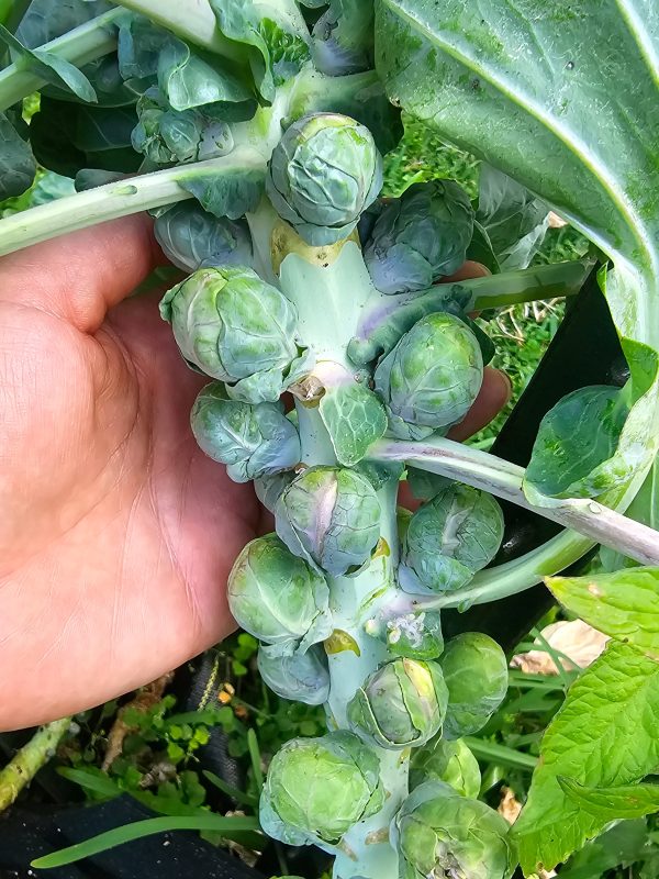 Catskill Brussels Sprouts Seeds Online Sale