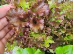 Lollo Rosso Lettuce Seeds Online Sale