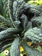 Black Tuscan Lacinato aka Dinosaur Kale Online Sale