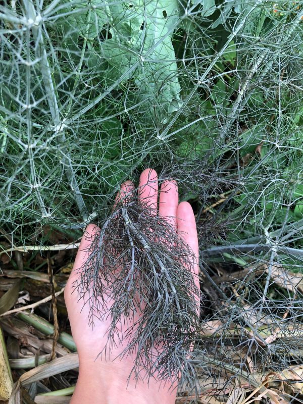 Bronze Fennel Herb Seeds Sale