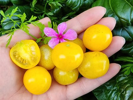 Galina Yellow Cherry Tomato For Discount