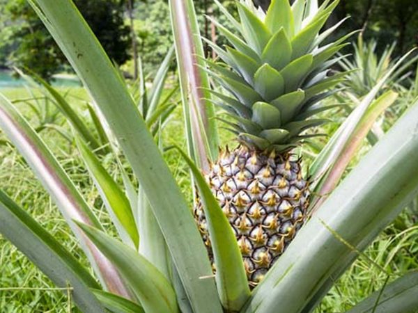 White Jade Pineapple Low Acid, Coreless, & Thornless LIVE Perennial Plant Online now