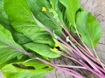 Hon Tsai Tai Flowering Purple Cabbage Seeds Online Hot Sale