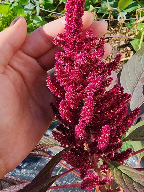 Red Garnet Amaranth Seeds Hot on Sale