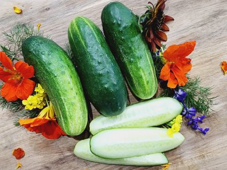 Wisconsin SMR 58 Pickling Cucumber Online