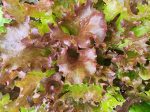 Lollo Rosso Lettuce Seeds Online Sale