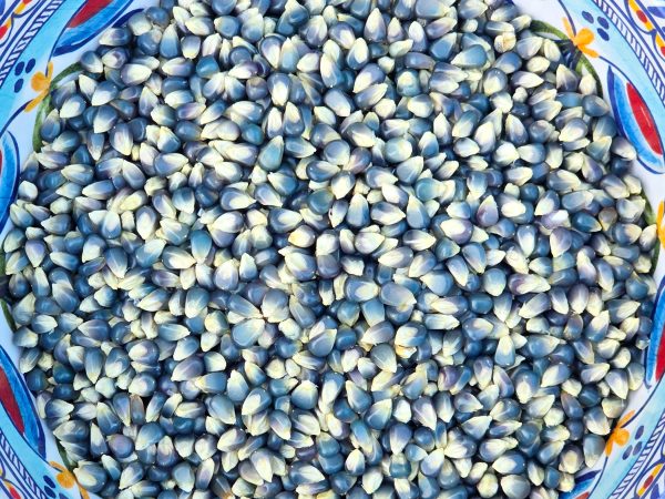 Miniature Blue Popcorn Corn Seeds - Heirloom Garden Seeds Online now