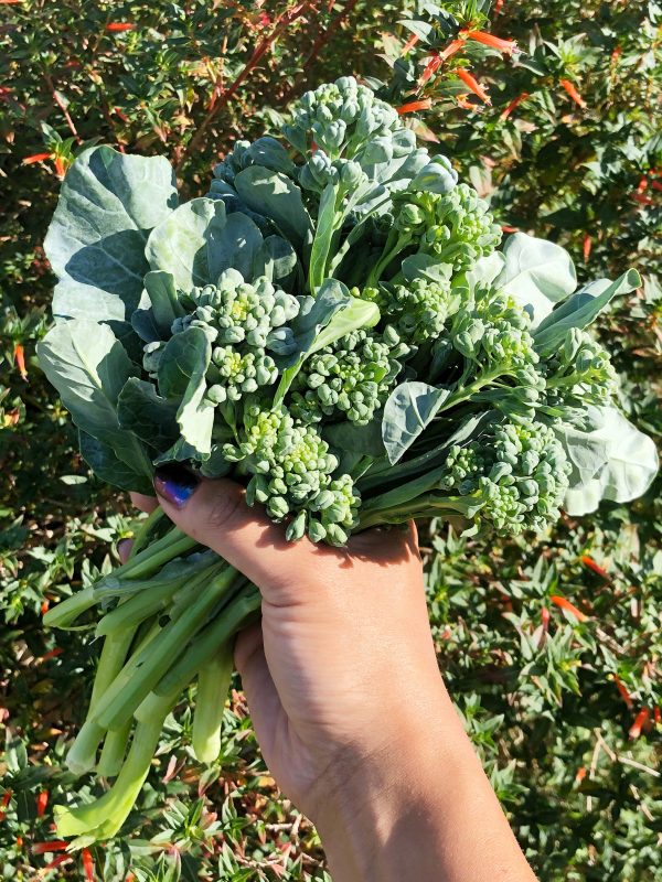 Piracicaba Brazilian Sprouting Broccoli Seeds Online now