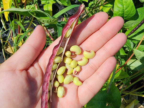 Pinkeye Purple Hull Cowpea Online