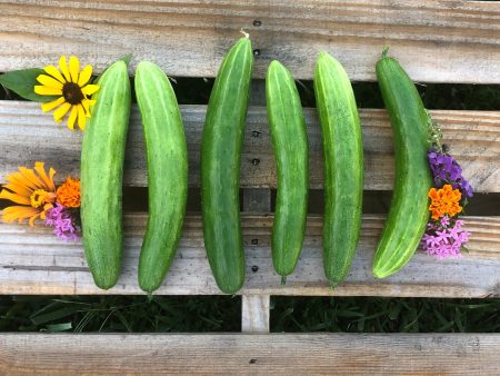 Jibai Shimoshirazu Japanese Cucumber on Sale