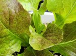 Bronze Mignonette Lettuce Seeds For Cheap