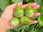 Thai Round Green Eggplant Seeds Sale