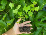 Carlos Bronze Muscadine Grape LIVE Perennial Plant Online