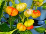 Aji Cachucha Pepper Seeds Supply