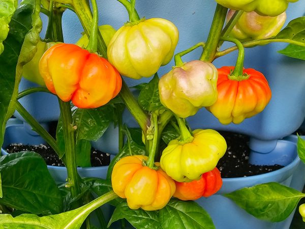 Aji Cachucha Pepper Seeds Supply