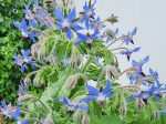 Borage Flower Seeds Online Sale