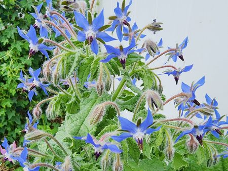 Borage Flower Seeds Online Sale